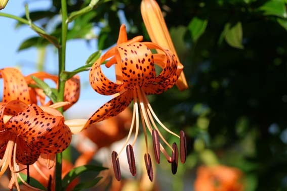 オニユリ 鬼百合 百合 ひゃくごう Lilium Lancifolium ユリ科ユリ属 球根 苗