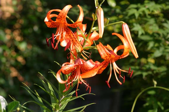 オニユリ 鬼百合 百合 ひゃくごう Lilium Lancifolium ユリ科ユリ属 球根 苗