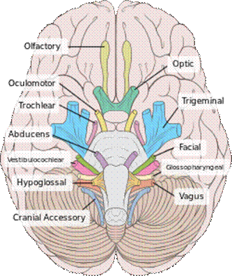Brain human normal inferior view with labels en.svg