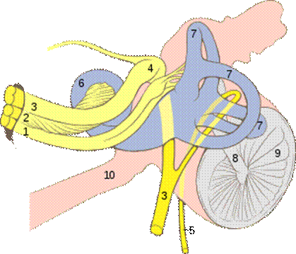 https://upload.wikimedia.org/wikipedia/commons/thumb/3/34/Ear_internal_anatomy_numbered.svg/300px-Ear_internal_anatomy_numbered.svg.png