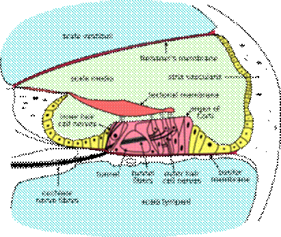 https://upload.wikimedia.org/wikipedia/commons/thumb/0/0c/Cochlea-crosssection.png/270px-Cochlea-crosssection.png