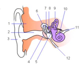 Ear-anatomy.png
