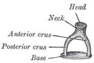 ヒトのアブミ骨 * Head：アブミ骨頭 * Neck：アブミ骨頚 * Anterior crus：前脚 * Posterior crus：後脚 * Base：アブミ骨底