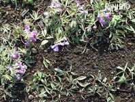 http://mpdb.nibiohn.go.jp/CONTENTS_ROOT/PLANT_PHOTO_DATA/PHOTO_FILE/thumbnail/1175.jpg