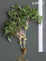 http://mpdb.nibiohn.go.jp/CONTENTS_ROOT/PLANT_PHOTO_DATA/PHOTO_FILE/thumbnail/1176.jpg