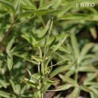 http://mpdb.nibiohn.go.jp/CONTENTS_ROOT/PLANT_PHOTO_DATA/PHOTO_FILE/thumbnail/1177.jpg