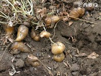http://mpdb.nibiohn.go.jp/CONTENTS_ROOT/PLANT_PHOTO_DATA/PHOTO_FILE/thumbnail/1178.jpg