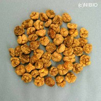 http://mpdb.nibiohn.go.jp/CONTENTS_ROOT/PLANT_PHOTO_DATA/PHOTO_FILE/thumbnail/1179.jpg