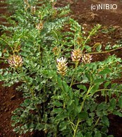 http://mpdb.nibiohn.go.jp/CONTENTS_ROOT/PLANT_PHOTO_DATA/PHOTO_FILE/thumbnail/186.jpg