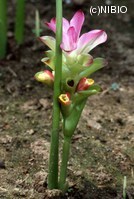 http://mpdb.nibiohn.go.jp/CONTENTS_ROOT/PLANT_PHOTO_DATA/PHOTO_FILE/thumbnail/149.jpg