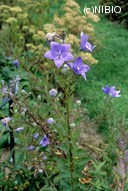 http://mpdb.nibiohn.go.jp/CONTENTS_ROOT/PLANT_PHOTO_DATA/PHOTO_FILE/thumbnail/213.jpg