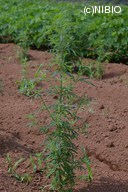 http://mpdb.nibiohn.go.jp/CONTENTS_ROOT/PLANT_PHOTO_DATA/PHOTO_FILE/thumbnail/231.jpg