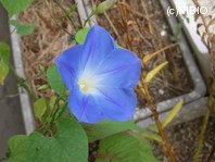 http://mpdb.nibiohn.go.jp/CONTENTS_ROOT/PLANT_PHOTO_DATA/PHOTO_FILE/thumbnail/1186.jpg