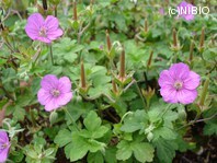 http://mpdb.nibiohn.go.jp/CONTENTS_ROOT/PLANT_PHOTO_DATA/PHOTO_FILE/thumbnail/270.jpg