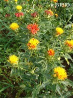 http://mpdb.nibiohn.go.jp/CONTENTS_ROOT/PLANT_PHOTO_DATA/PHOTO_FILE/thumbnail/292.jpg