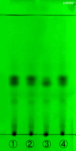 http://mpdb.nibiohn.go.jp/CONTENTS_ROOT/JP_IDENTIFICATION_PHOTO_DATA/JP_IDENTIFICATION_PHOTO_FILE/thumbnail/1356.jpg