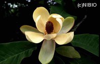 http://mpdb.nibiohn.go.jp/CONTENTS_ROOT/PLANT_PHOTO_DATA/PHOTO_FILE/thumbnail/1196.jpg