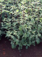 http://mpdb.nibiohn.go.jp/CONTENTS_ROOT/PLANT_PHOTO_DATA/PHOTO_FILE/thumbnail/313.jpg