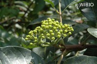 http://mpdb.nibiohn.go.jp/CONTENTS_ROOT/PLANT_PHOTO_DATA/PHOTO_FILE/thumbnail/331.jpg
