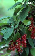 http://mpdb.nibiohn.go.jp/CONTENTS_ROOT/PLANT_PHOTO_DATA/PHOTO_FILE/thumbnail/1207.jpg