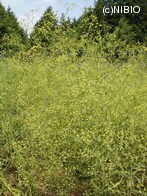 http://mpdb.nibiohn.go.jp/CONTENTS_ROOT/PLANT_PHOTO_DATA/PHOTO_FILE/thumbnail/346.jpg