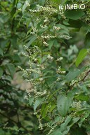 http://mpdb.nibiohn.go.jp/CONTENTS_ROOT/PLANT_PHOTO_DATA/PHOTO_FILE/thumbnail/414.jpg
