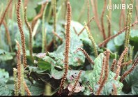 http://mpdb.nibiohn.go.jp/CONTENTS_ROOT/PLANT_PHOTO_DATA/PHOTO_FILE/thumbnail/496.jpg