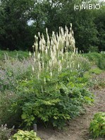 http://mpdb.nibiohn.go.jp/CONTENTS_ROOT/PLANT_PHOTO_DATA/PHOTO_FILE/thumbnail/525.jpg