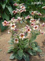 http://mpdb.nibiohn.go.jp/CONTENTS_ROOT/PLANT_PHOTO_DATA/PHOTO_FILE/thumbnail/432.jpg