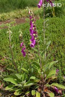 http://mpdb.nibiohn.go.jp/CONTENTS_ROOT/PLANT_PHOTO_DATA/PHOTO_FILE/thumbnail/1217.jpg
