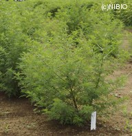 http://mpdb.nibiohn.go.jp/CONTENTS_ROOT/PLANT_PHOTO_DATA/PHOTO_FILE/thumbnail/1272.jpg
