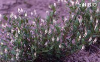 http://mpdb.nibiohn.go.jp/CONTENTS_ROOT/PLANT_PHOTO_DATA/PHOTO_FILE/thumbnail/533.jpg
