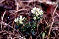 http://mpdb.nibiohn.go.jp/CONTENTS_ROOT/PLANT_PHOTO_DATA/PHOTO_FILE/thumbnail/576.jpg