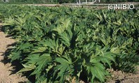 http://mpdb.nibiohn.go.jp/CONTENTS_ROOT/PLANT_PHOTO_DATA/PHOTO_FILE/thumbnail/610.jpg