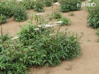 http://mpdb.nibiohn.go.jp/CONTENTS_ROOT/PLANT_PHOTO_DATA/PHOTO_FILE/thumbnail/636.jpg