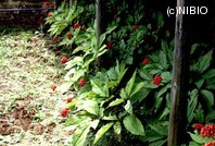 http://mpdb.nibiohn.go.jp/CONTENTS_ROOT/WHOLE_PHOTO_DATA/WHOLE_PHOTO_FILE/thumbnail/25.jpg