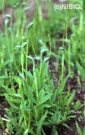 http://mpdb.nibiohn.go.jp/CONTENTS_ROOT/PLANT_PHOTO_DATA/PHOTO_FILE/thumbnail/672.jpg
