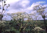 http://mpdb.nibiohn.go.jp/CONTENTS_ROOT/PLANT_PHOTO_DATA/PHOTO_FILE/thumbnail/691.jpg