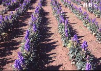 http://mpdb.nibiohn.go.jp/CONTENTS_ROOT/PLANT_PHOTO_DATA/PHOTO_FILE/thumbnail/955.jpg