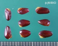 http://mpdb.nibiohn.go.jp/CONTENTS_ROOT/PLANT_PHOTO_DATA/PHOTO_FILE/thumbnail/764.jpg