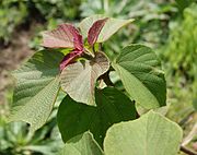 https://upload.wikimedia.org/wikipedia/commons/thumb/8/8c/Mallotus_japonicus.jpg/180px-Mallotus_japonicus.jpg