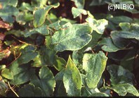 http://mpdb.nibiohn.go.jp/CONTENTS_ROOT/PLANT_PHOTO_DATA/PHOTO_FILE/thumbnail/887.jpg