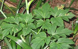 Angelica keiskei leaves.jpg