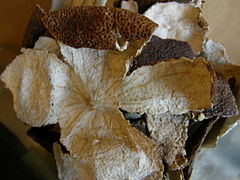 https://upload.wikimedia.org/wikipedia/commons/thumb/1/10/Chenpi%2C%E9%99%B3%E7%9A%AE%2CCitrus_unshiu_5026687.JPG/240px-Chenpi%2C%E9%99%B3%E7%9A%AE%2CCitrus_unshiu_5026687.JPG