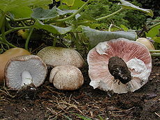 Agaricus subrufescens.jpg
