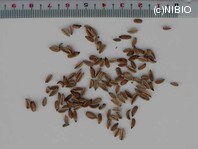 http://mpdb.nibiohn.go.jp/CONTENTS_ROOT/PLANT_PHOTO_DATA/PHOTO_FILE/thumbnail/31.jpg