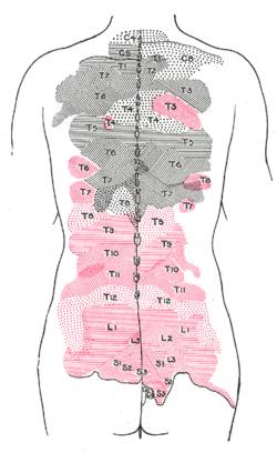 https://upload.wikimedia.org/wikipedia/commons/thumb/d/d1/Gray802.png/250px-Gray802.png