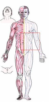 https://asset.iatrism.jp/img/acupuncture-points/images/clips/4.png