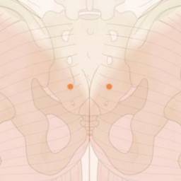 中髎（ちゅうりょう）01