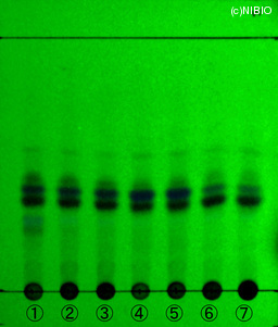 http://mpdb.nibiohn.go.jp/CONTENTS_ROOT/JP_IDENTIFICATION_PHOTO_DATA/JP_IDENTIFICATION_PHOTO_FILE/thumbnail/1283.jpg